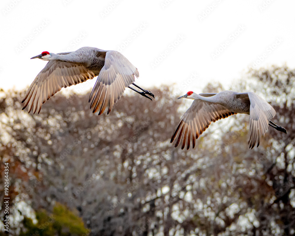 Fototapeta premium Sandhill crane couples in Florida