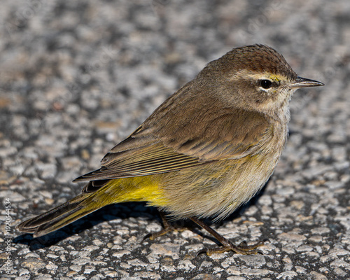 Fotografía Close up of a Palm Warbler