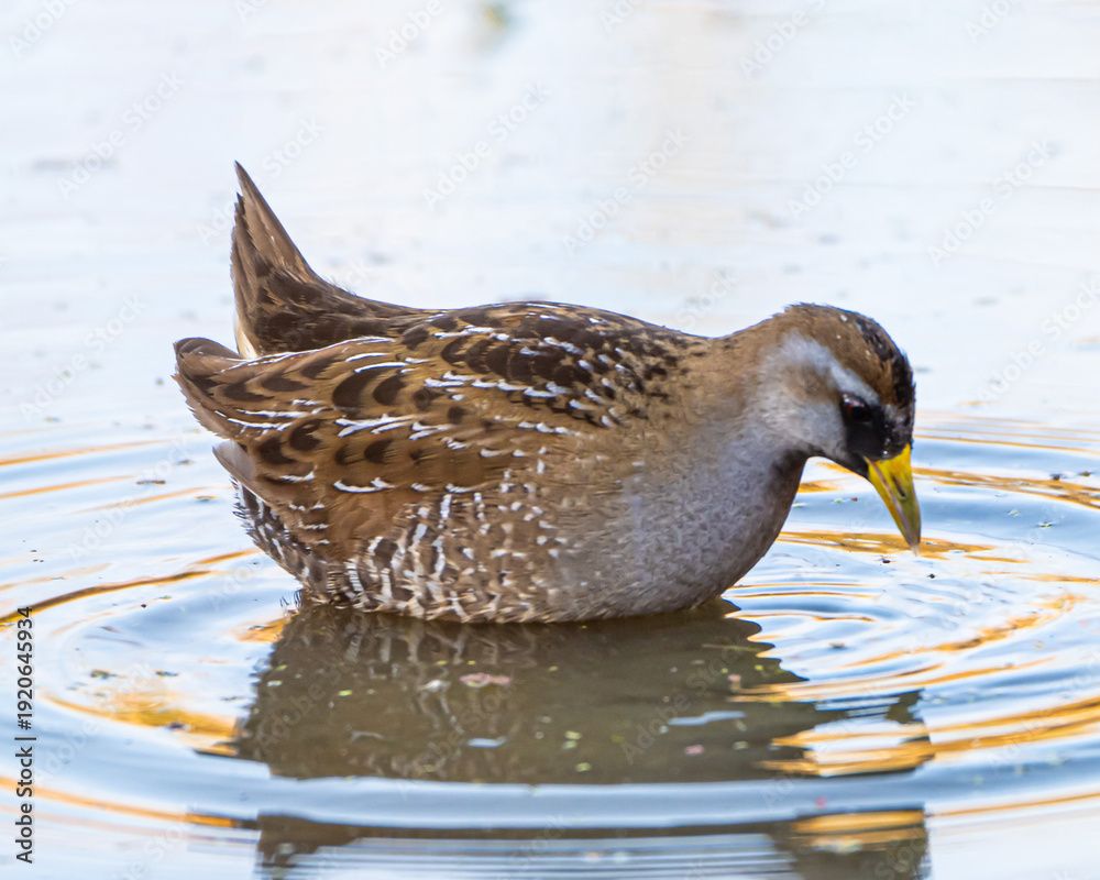 Fototapeta premium Sora rail foraging in a Florida marsh