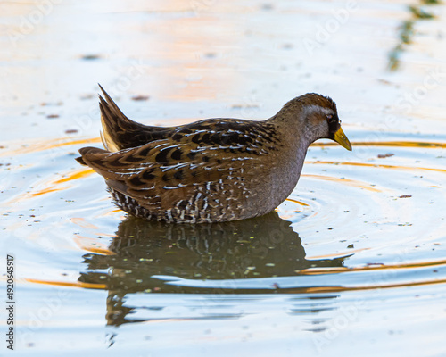 Принти на полотні Sora rail foraging in a Florida marsh