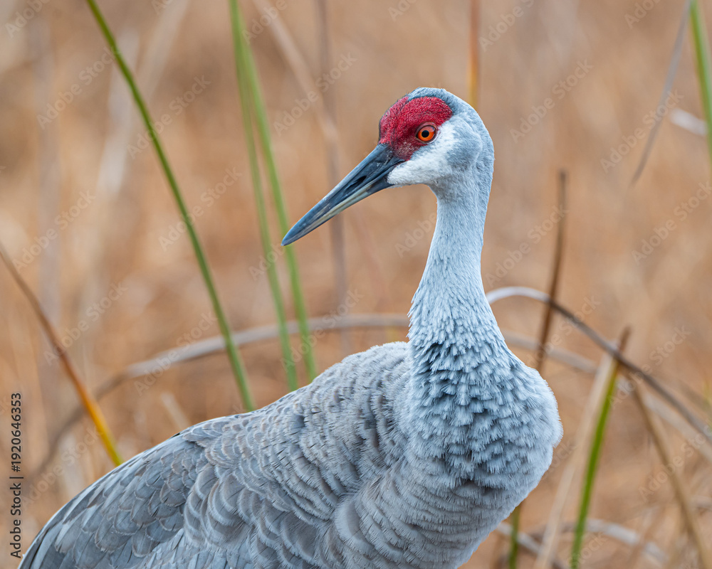 Naklejka premium Sandhill Cranes in Lake Woodruff National Wildlife Refuge in Florida
