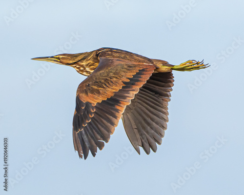 American Bittern in a Florida Marsh