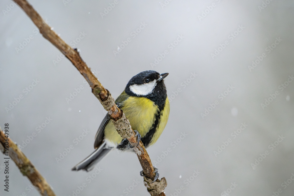 Fototapeta premium Great tit perched on a branch in winter