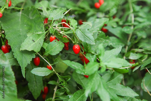 Tablou pe pânză Fresh Red Goji Berries Growing on Plants in Outdoor Orchard with Green Foliage