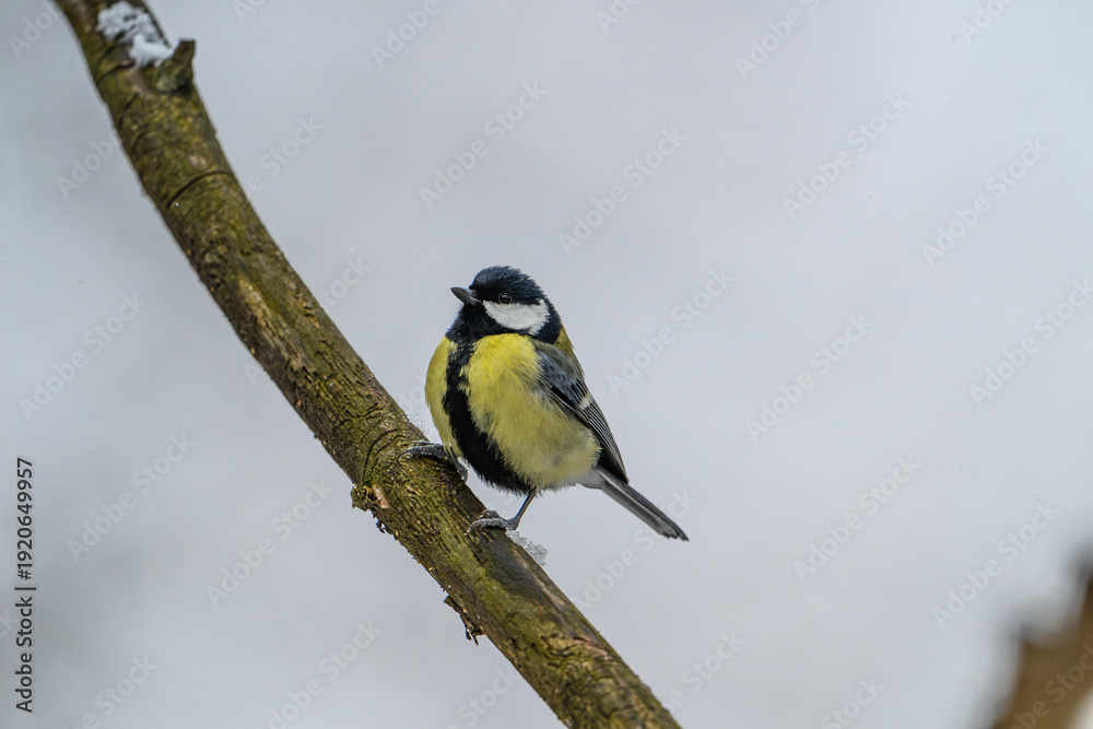 Fototapeta premium Great Tit Perched on a Bare Branch in Winter