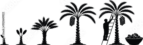 Date palm tree growth stages, seedling to harvest, agriculture lifecycle, tropical farming, organic fruit cultivation, ripe dates production proce