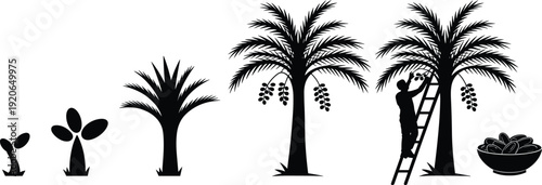 Date palm tree growth stages, seedling to harvest, agriculture lifecycle, farming process, tropical fruit cultivation, organic dates production