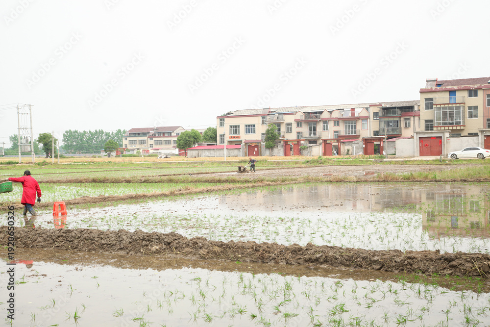 Fototapeta premium Spring Rice Planting Season - Farmers Sowing Seedlings in Flooded Paddies During Agricultural Labor Day
