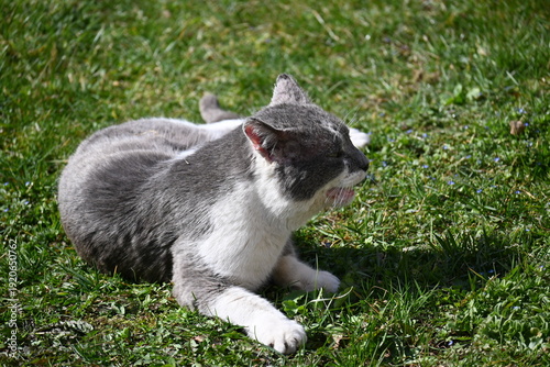 Billede på lærred Curious grey and white cat prowling through tall grass