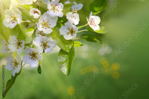 Spring garden with pear tree blossoms on a bright background.
