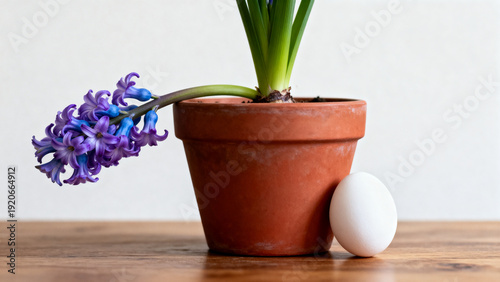 Minimal hyacinth in terracotta pot with white egg, soft spring light, minimalist tabletop scene for seasonal banner