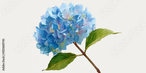 A vibrant blue hydrangea flower with lush green leaves against a white background