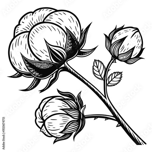 A detailed illustration of a cotton plant with flowers and buds, viewed from a close-up perspective.