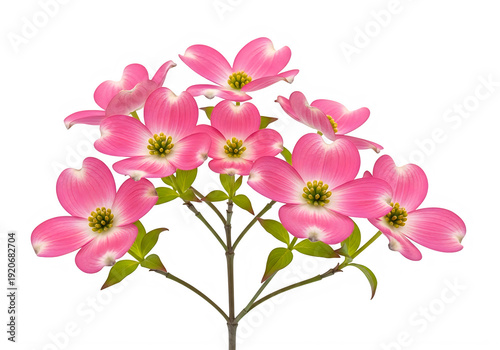 A bunch of pink flowers with green leaves isolated on transparent background