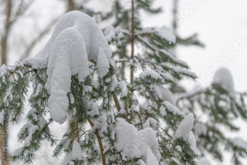 Fotografija Snowladen pine branches droop heavily