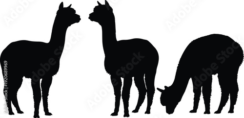 Black silhouette of three alpacas standing and grazing silhouettes white background animals