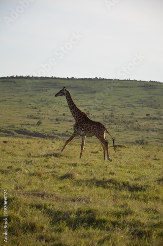 Photography giraffe in africa