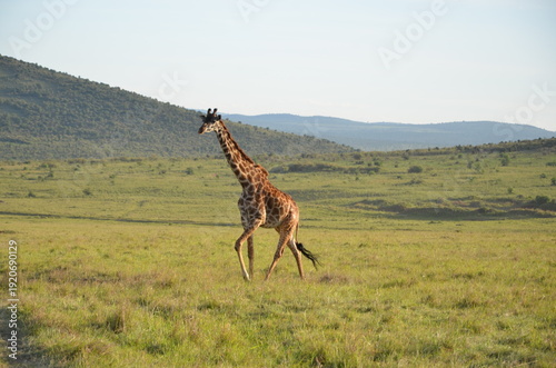 Photography giraffe in the savannah