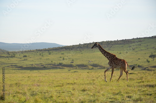 Photography giraffe in the wild
