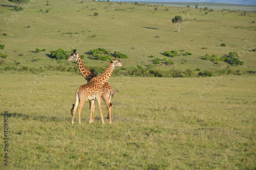 Canvas Print giraffe in savanna