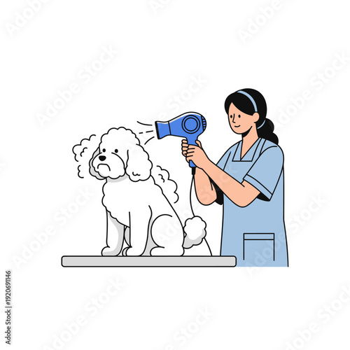 Groomer drying fluffy white poodle with hairdryer on grooming table, happy dog care