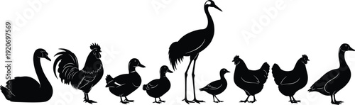 Vector silhouettes of various farm and water birds isolated on white background, black poultry and waterfowl collection for nature and agriculture design projects