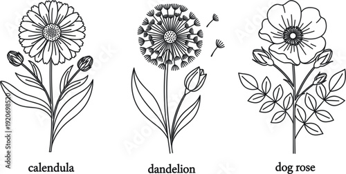 Set of three hand-drawn botanical flower illustrations including calendula, dandelion, and dog rose for elegant floral design projects.