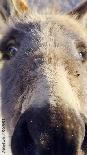 Fluffy donkeys asking for food
