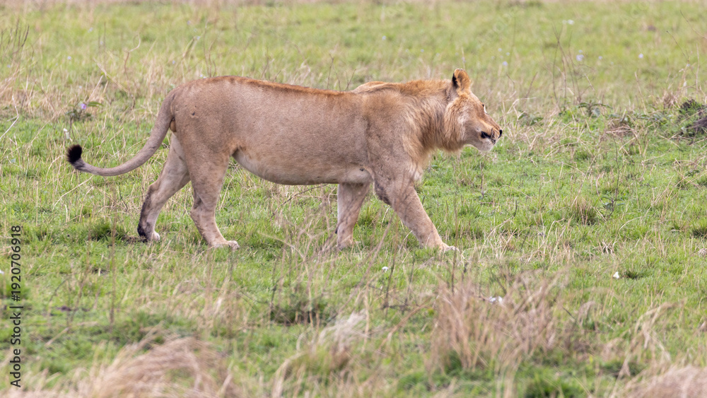Fototapeta premium Young Male Lion shaking his head in the Masai Mara National Park in East Africa Kenya KEN