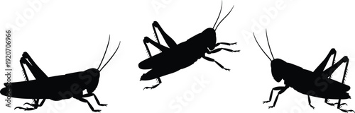 Silhouettes of grasshoppers isolated on white background, insect collection, realistic vector illustration, nature, pest, wildlife, entomology, jumping bugs
