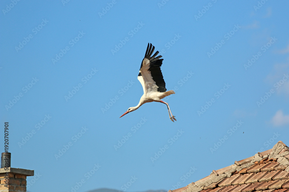 Obraz premium White stork flying from a chimney 