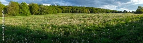 Panorama meadow with dandelion - Springtime - Ile-de-France - France