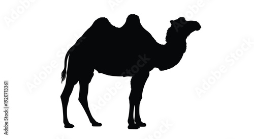 A striking black silhouette of a dromedary camel against a white background
