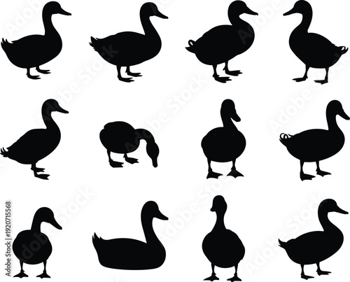 Duck silhouette collection flat vector illustration, farm bird animal poses set isolated on white background for nature design