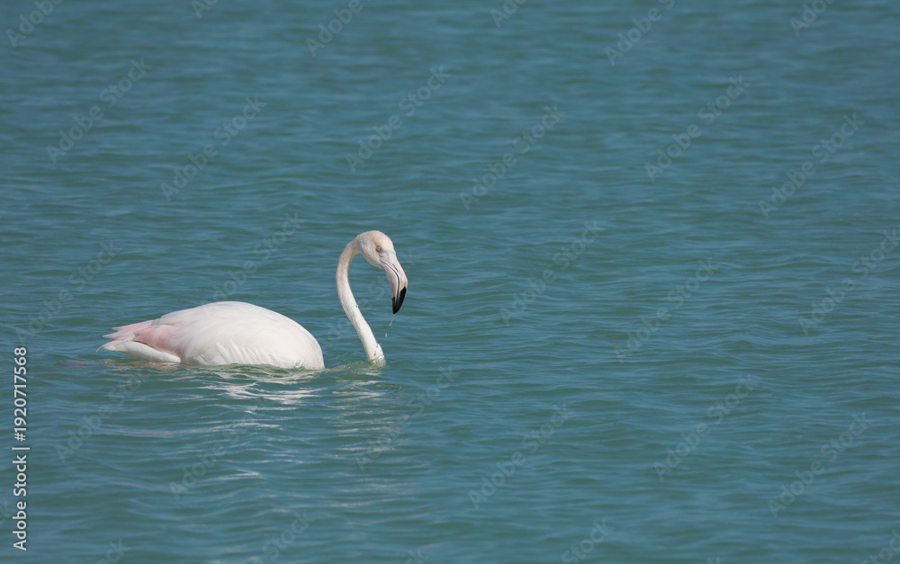 Obraz premium Flamingo in the lagoon of the Wetlands of San Pedro del Pinatar