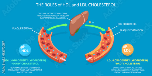 3D Isometric Flat Vector Illustration of HDL And LDL Cholesterol, Transport And Plaque Formation Demonstrated With Visuals