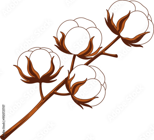 Brown cotton plant with mature bolls on stem