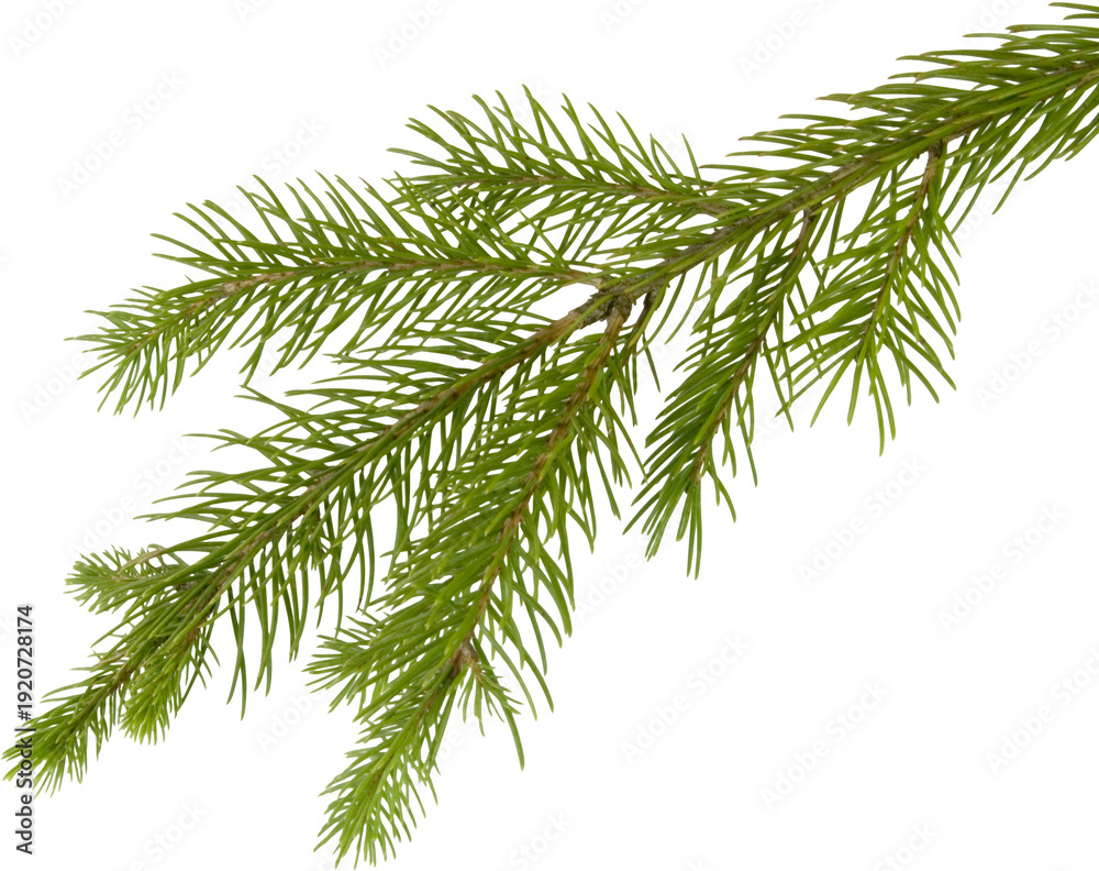 Obraz premium christmas tree isolated on white