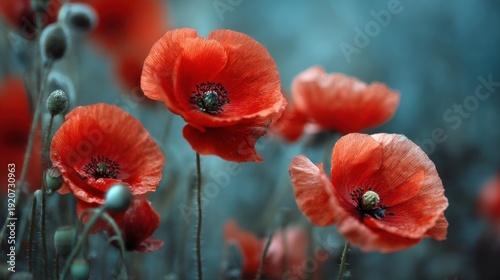 Bright red poppies bloom in a garden during springtime. The flowers sway gently in the breeze showcasing their fragile petals and green stems. Bees gather around them adding life to the scene.
