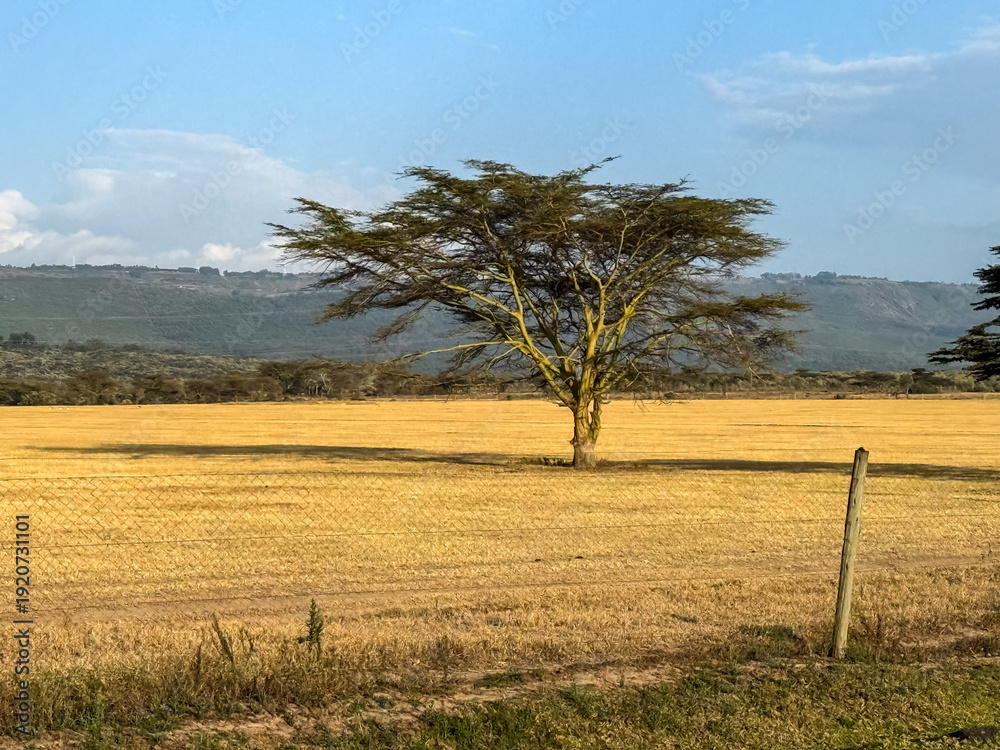 Fototapeta premium Umbrella Thorn Acacia Tree in Kenyan Savanna with Harvested Grain Field