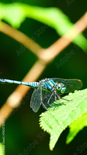 Blue dragonfly on green leafy plant.