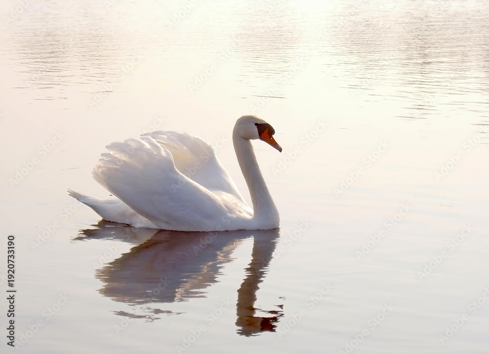 Obraz premium Graceful white swan floating on a peaceful lake during misty morning.