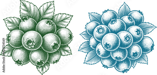 Engraved blueberries with leaves in green and blue on transparent background
