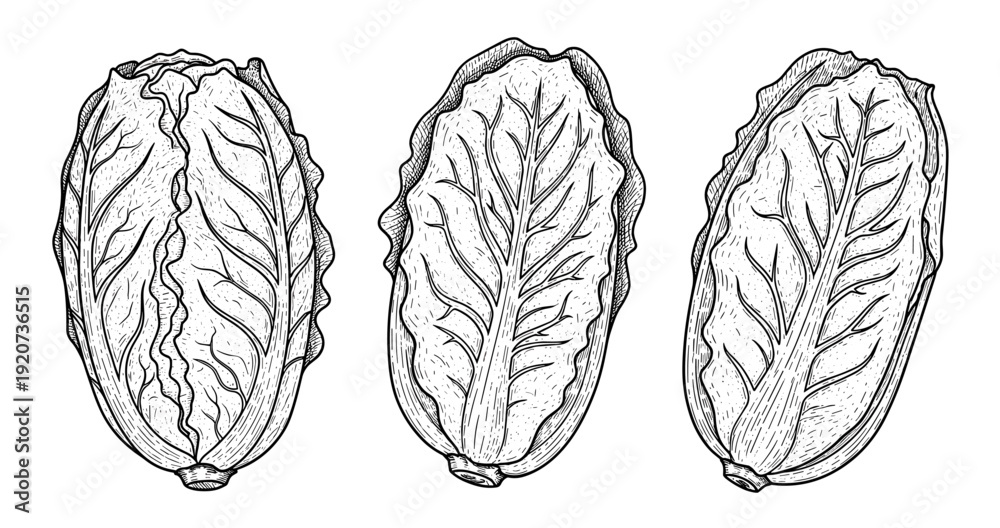 Fototapeta premium Detailed black and white illustrations of three romaine lettuce heads with intricate veining
