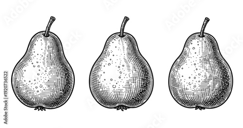 Detailed black and white vintage pear engraving with three pears in a row