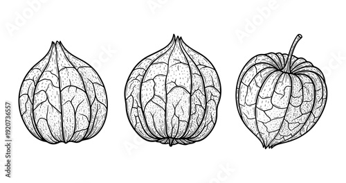 Hand-drawn physalis variations: detailed line art of husked and unhusked forms