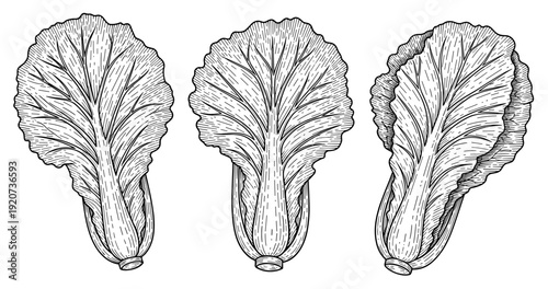 Detailed hand-drawn illustration of three napa cabbage heads