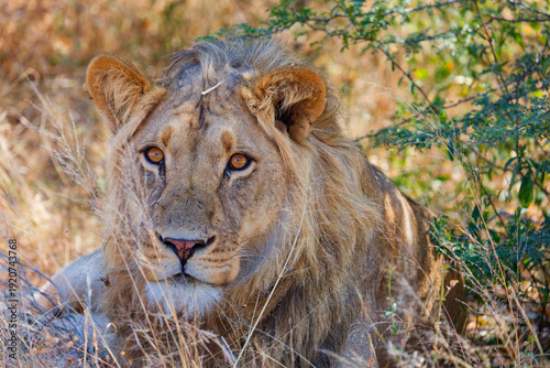lion in the grass