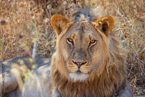 portrait of a lion