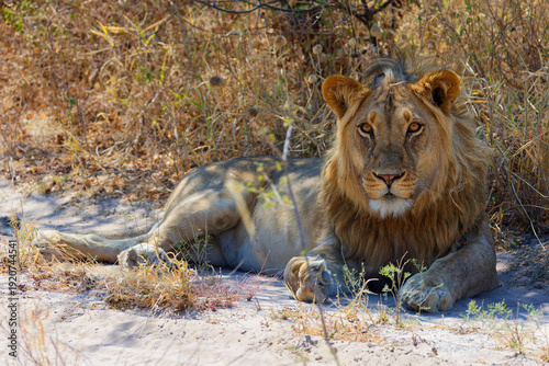 lion in the wild